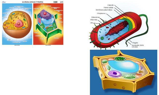 ORGANIZACI&Oacute;N CELULAR