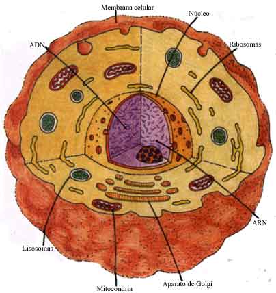 LA BIODIVERSIDAD