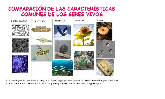 COMPARACIONES DE LAS CARACTER&Iacute;STICAS DE LOS SERES VIVOS